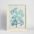 Blue Coral Study 1 Wall Art 45x60cm