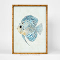 Azure Reef Fish B Wall Art 50x70cm