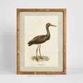 Heron Study A Wall Art 45x60cm