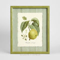 Apple Study 2 Wall Art 34x42cm