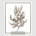Coastal Botanical A Wall Art 52.5 x 62.5cm